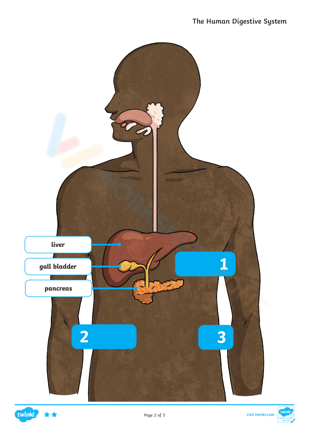 The Human Digestive System - Page 5