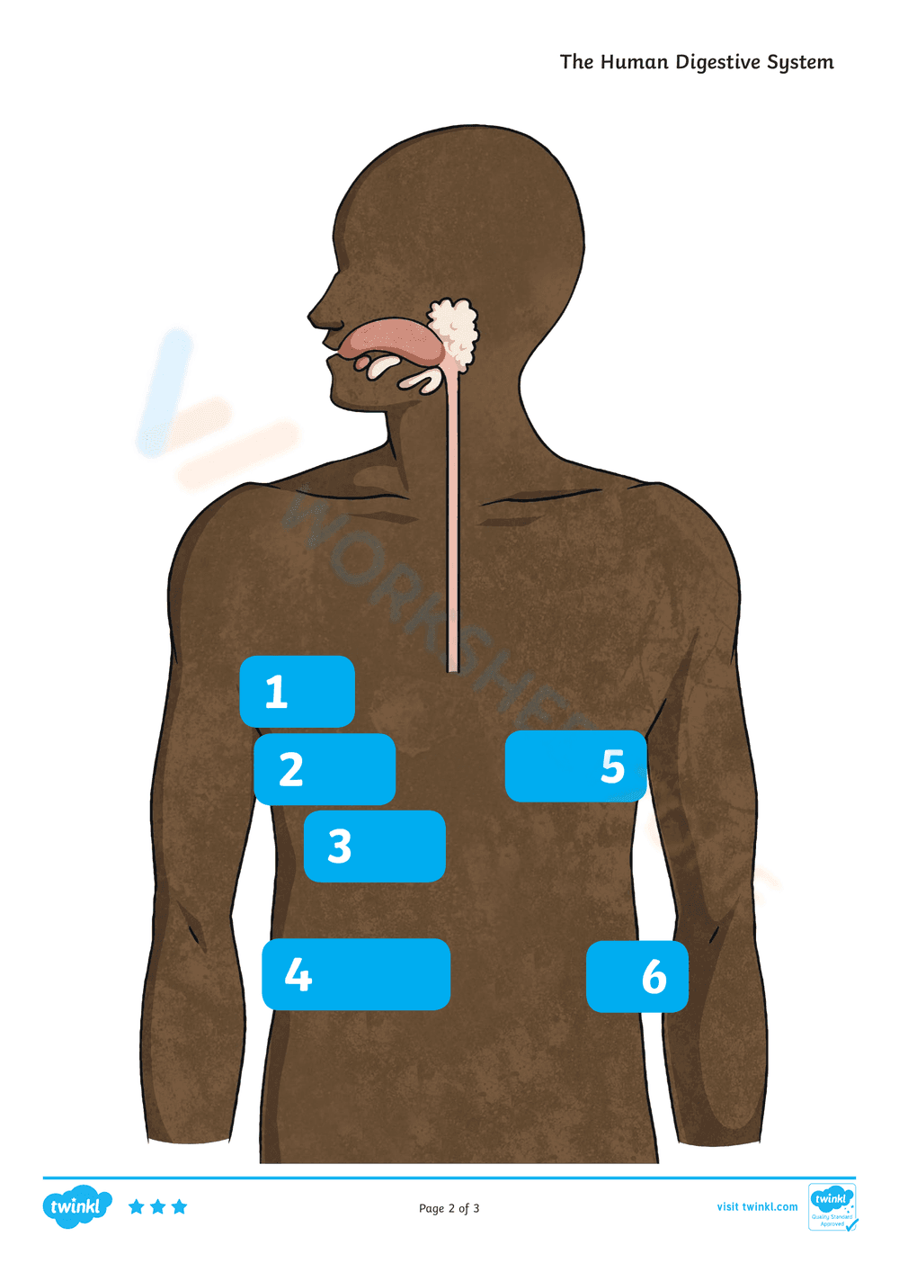The Human Digestive System - Page 8