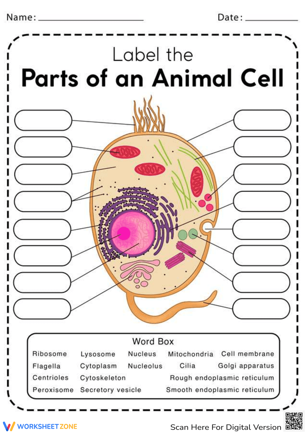 Animal Cell: Parts and Functions - Page 1