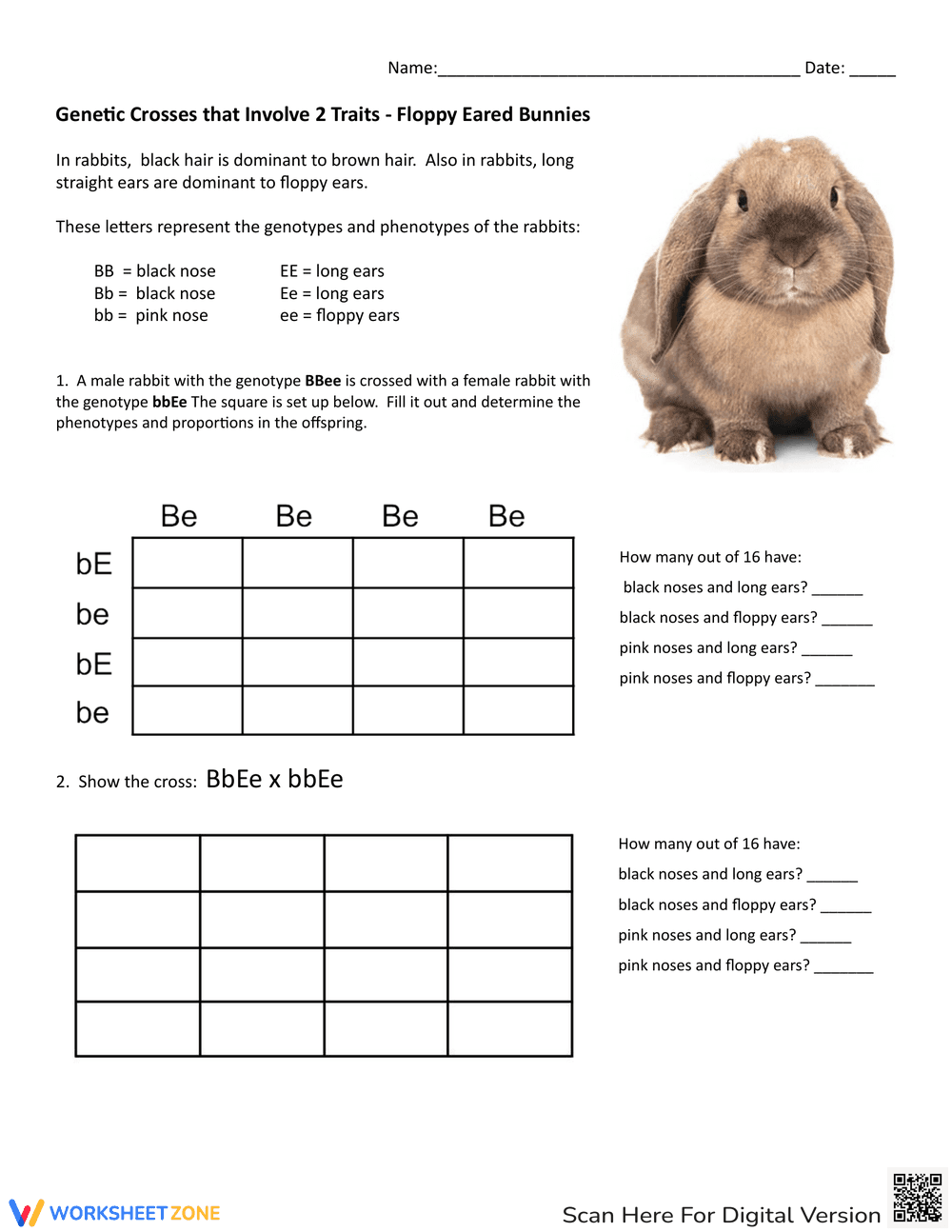 Genetic Crosses: Bunnies Genetic Crosses Worksheet - Page 1