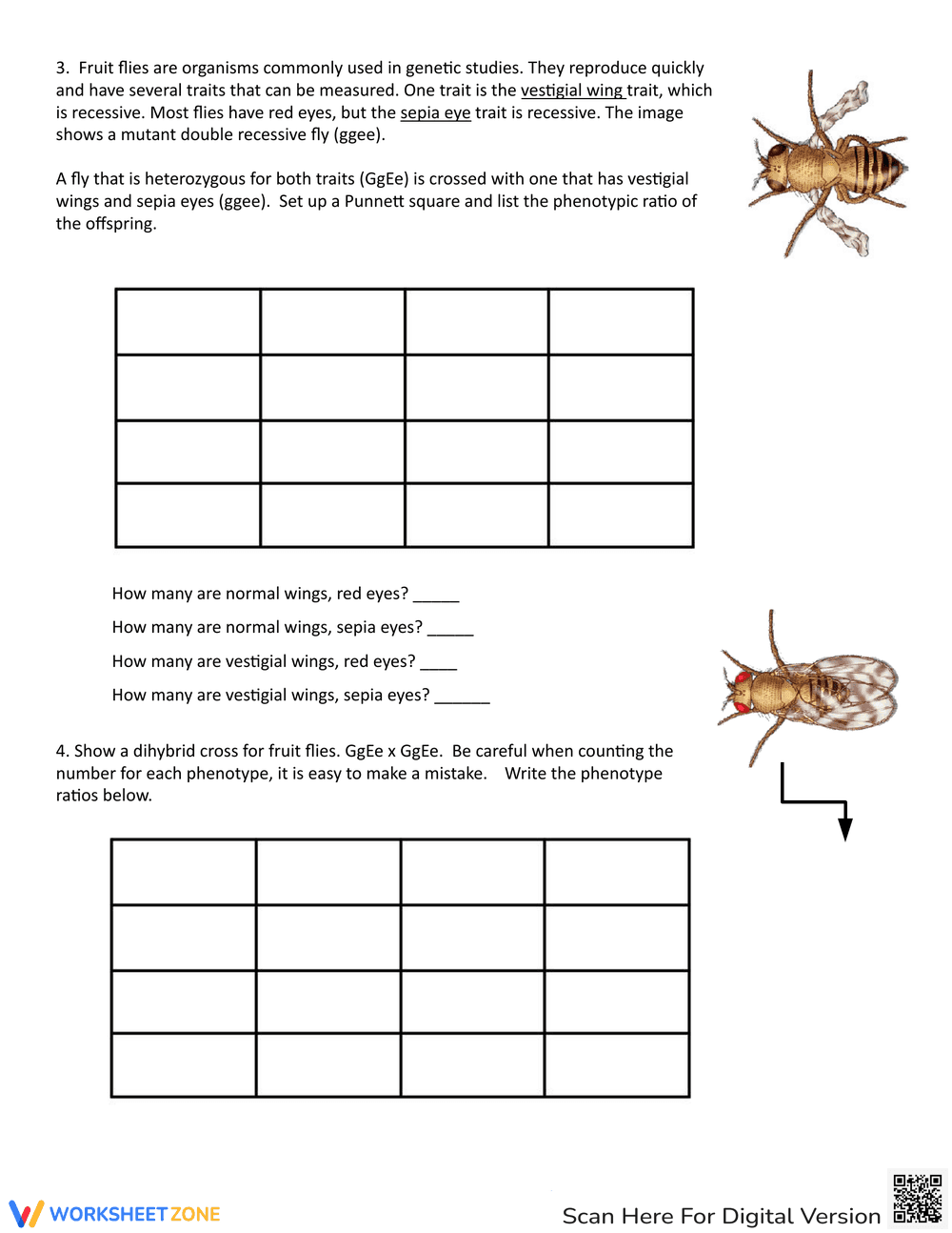 Genetic Crosses: Bunnies Genetic Crosses Worksheet - Page 2