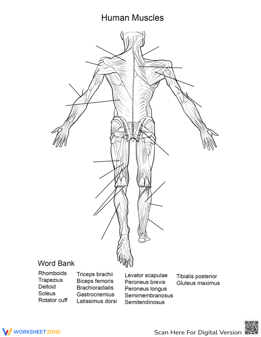 Human Muscles: Back View Anatomy Worksheet - Page 1