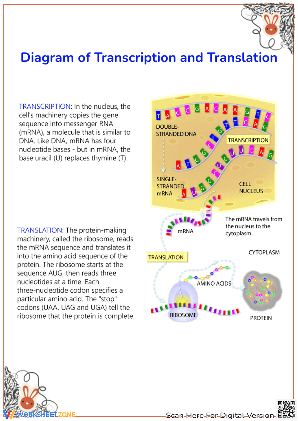 Diagram of Transcription and Translation - Page 1