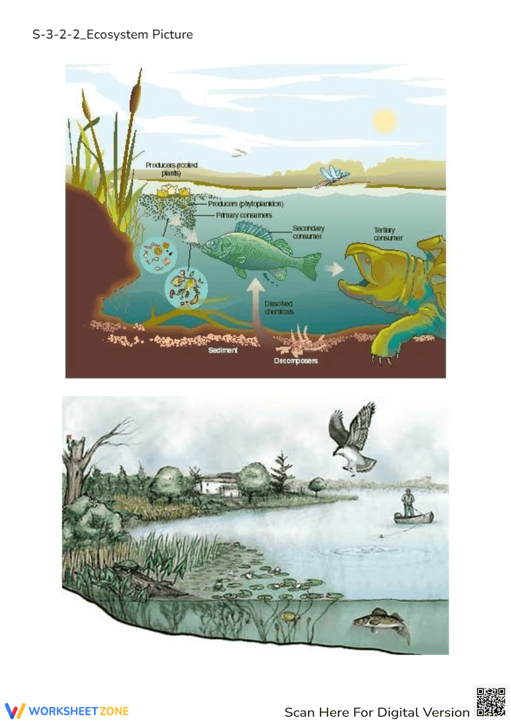 Pond Ecosystem & Food Chain Worksheet - Science Learning Fun - Page 1