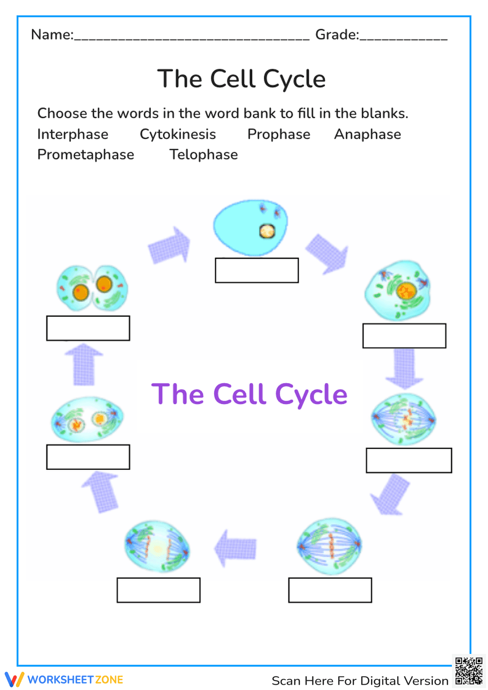 The Cell Cycle - Page 1