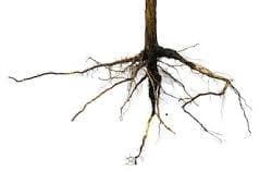 Identifying Plant Parts and Their Functions